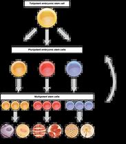 Image result for Unipotent Stem Cells