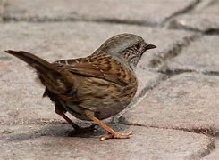 Image result for Dunnock