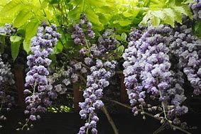 Image result for Statues Covered with Wisteria