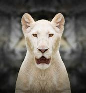 Image result for Lion Water Face