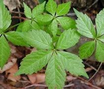 Image result for 5 Leaf Weed Identification