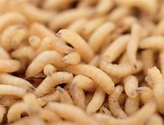 Image result for Old Food Maggots