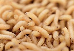 Image result for Rats and Maggots