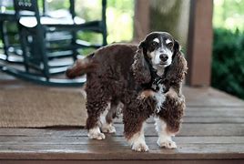 Image result for Small Cocker Spaniel Breeds