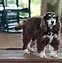 Image result for Small Cocker Spaniel Breeds