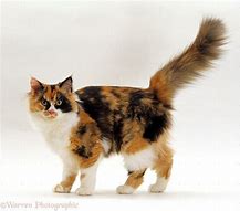 Image result for Calico Siamese Cat