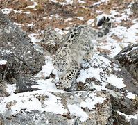 Image result for Leopard Jumps Over