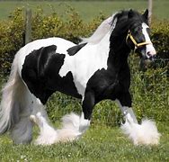 Image result for Most Beautiful Gypsy Horse