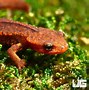 Image result for Warty Newt