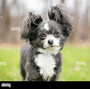 Image result for Stuffy Ears