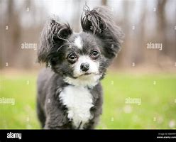 Image result for Stuffy Ears