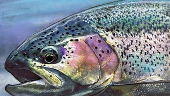 Image result for Rainbow Salmon