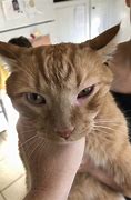 Image result for Cat Swollen Eye