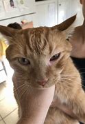 Image result for Cat Irritated Eye