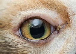 Image result for Cat Eye Problems