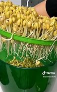 Image result for Grow Mung Bean Sprouts at Home