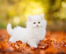 Image result for Cats in Fall