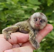 Image result for Pygmy Jaguar