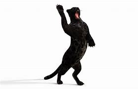 Image result for Leaping Panther