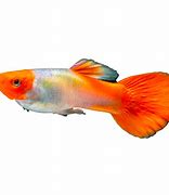 Image result for Koi Guppies