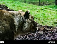 Image result for Whipsnade Lion