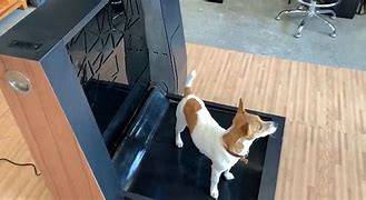 Image result for Indoor Dog Toilet