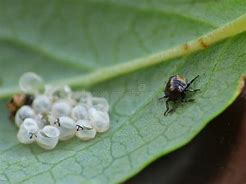 Image result for Baby Stink Bug