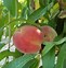 Image result for Peach Tree Zones