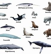 Image result for Different Ocean Mammals