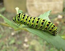 Image result for Gusano De Guinea