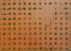 Image result for Olive Tree Aerial View