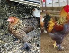 Image result for Blue Partridge Brahma Chicken