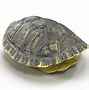 Image result for Turtle Shell STL