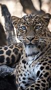 Image result for Arabic Leopard