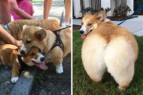 Image result for Corgi with Buzz Cut