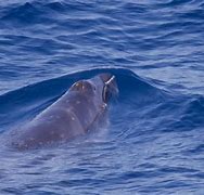 Image result for Pygmy Right Whale Baby