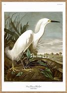 Image result for Snowy Heron