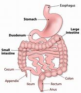 Image result for Digestive Tract