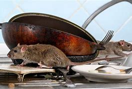 Image result for Rat-Infested Kitchen