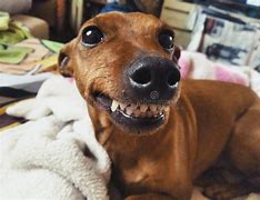 Image result for Pair of Smiling Dogs