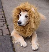 Image result for Dog Costume Lion