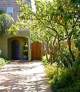 Image result for Patio Lemon Tree