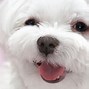 Image result for A Maltese