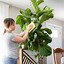 Image result for Indoor Fig Tree