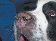 Image result for Discoid Lupus Dog Nose