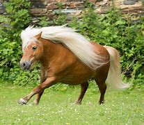 Image result for Horse Mane Haircut