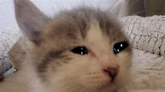 Image result for Crying Kitten