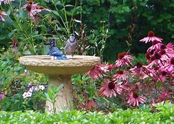 Image result for Wildlife Habitat Decor