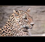 Image result for Sinai Leopard