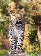 Image result for Leopard Standing